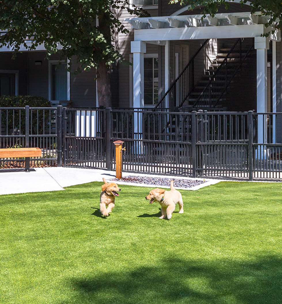 Saybrook Pointe - San Jose, CA - Dog Park